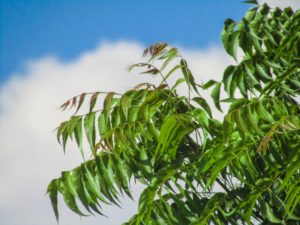 A neem tree against a blue sky